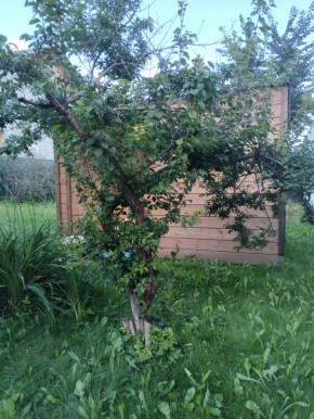 Коллективный сад номер 7, участок 58 в Дмитрове - dmitrov.yutvil.ru - фото 28