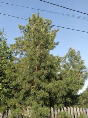 ул. Полынная,29 в Дмитрове - dmitrov.yutvil.ru - фото 18